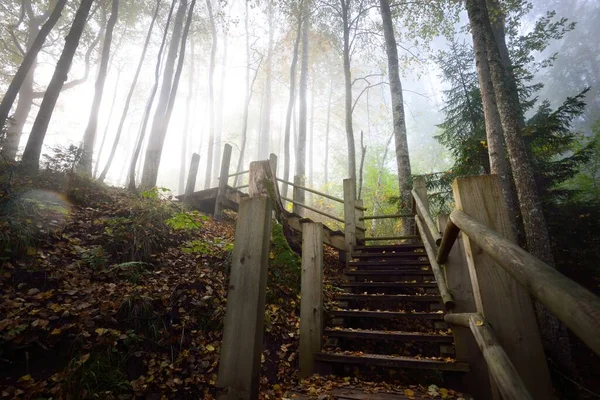 Vista Ángulo Bajo Escalera Del Bosque Madera Una Niebla Del — Foto de Stock
