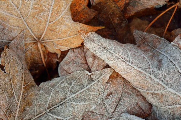 Forest floor of brown maple leaves covered with crystal clear hoarfrost. Texture, background, wallpaper, graphic resources. Silver and golden colors. First snow, climate change, nature, environment