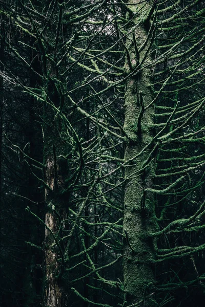 Lasy Iglaste Evergreen Małej Wiosce Ardrishaig Drzewa Jodłowe Bliska Loch — Zdjęcie stockowe