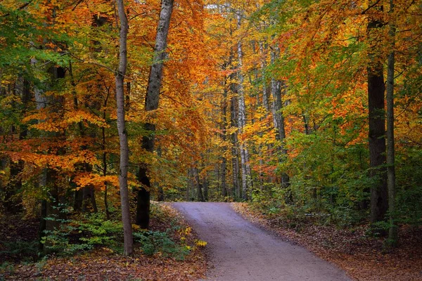 Kurvenreiche Landstraße Durch Buchenwald Mächtige Baumstämme Gelbe Rote Orange Blätter — Stockfoto