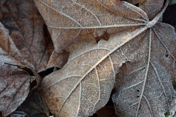 Gros Plan Extrême Feuille Érable Brune Givre Blanc Cristallin Texture — Photo