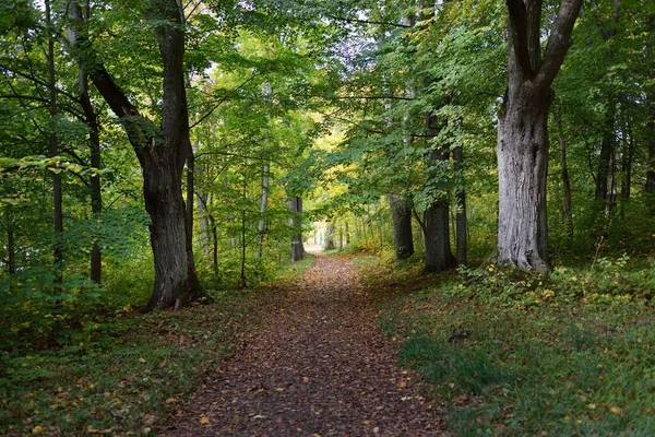 Wiejska Droga Aleja Ścieżka Parku Miejskim Zbliżenie Potężnych Drzew Kolorowymi — Zdjęcie stockowe