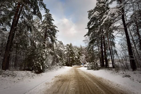 Hófödte Vidéki Örökzöld Fenyőerdőn Naplementekor Drámai Hóvihar Előtt Idilli Vidéki — Stock Fotó