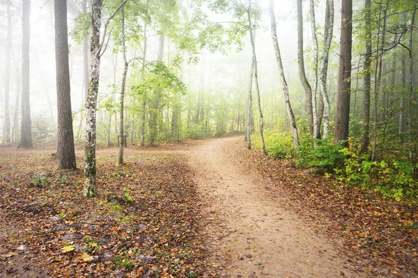 Ścieżka Przez Las Tajemniczej Porannej Mgle Naturalny Tunel Kolorowych Drzew — Zdjęcie stockowe
