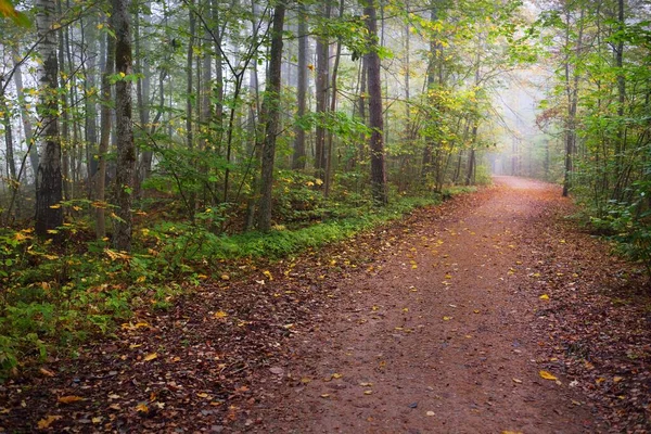 Cesta Lesem Tajemné Ranní Mlze Přirozený Tunel Barevných Stromů Měkké — Stock fotografie