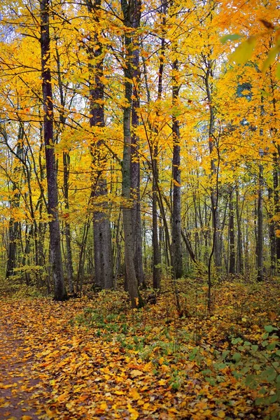 Pathway Door Het Bos Heuvels Bladverliezende Bomen Met Kleurrijke Groene — Stockfoto