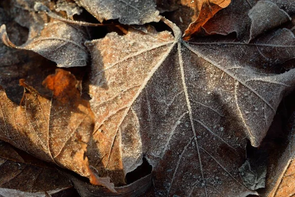 クリスタルクリア霜で覆われた茶色のカエデの葉の森の床 テクスチャ グラフィックリソース 銀と黄金の色 最初の雪 気候変動 — ストック写真