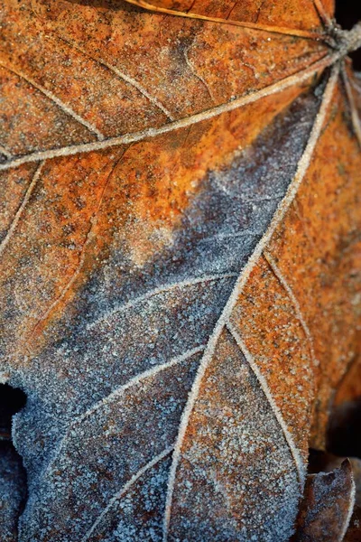 Forest floor of brown maple leaves covered with crystal clear hoarfrost. Texture, background, wallpaper, graphic resources. Silver and golden colors. First snow, climate change, nature, environment