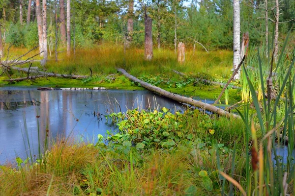 Pequeño Pantano Lago Bosque Siempreverde Troncos Musgosos Plantas Cerca Bosque —  Fotos de Stock