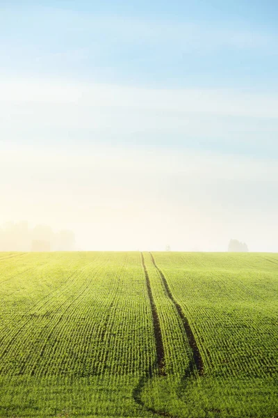 Green Plowed Agricultural Field Tractor Tracks Colorful Forest Sunrise Close — Stock Photo, Image