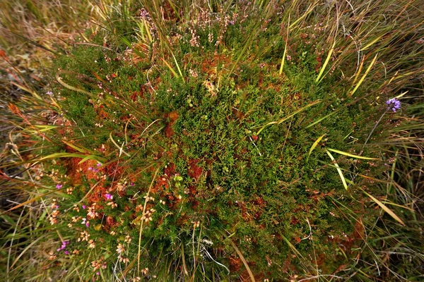 緑の草がたくさんある緑の牧草地 野の花や他の植物を咲かせます 自然な質感 ジュラ島 インナーヘブリディーズ スコットランド 生態系 環境保全のテーマ — ストック写真