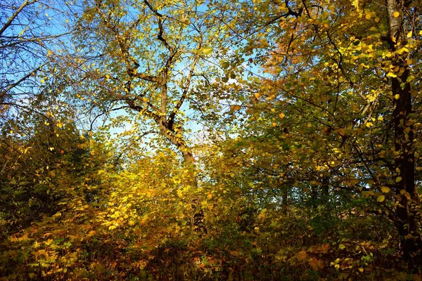 Blick Auf Die Laubbäume Mit Ihren Bunten Grünen Gelben Orangen — Stockfoto