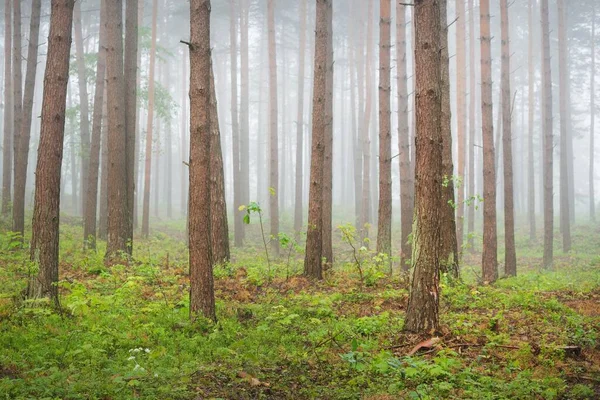 Antiguos Pinos Una Misteriosa Niebla Blanca Amanecer Paisaje Otoñal Idílico — Foto de Stock