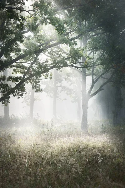 Paysage Pittoresque Forêt Sombre Dans Brouillard Mystérieux Lever Soleil Rayons — Photo