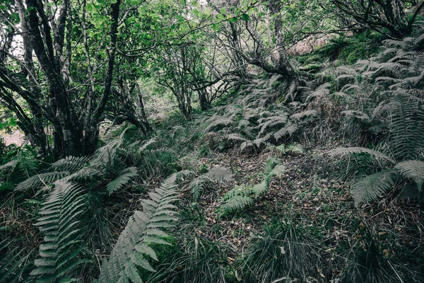 Vista Deslumbrante Floresta Tropical Escocesa Árvores Antigas Musgo Samambaia Perto — Fotografia de Stock