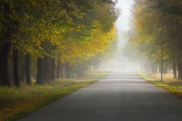 Single lane rural asphalt road (alley) through deciduous trees. Golden sunlight, sunbeams, fog, shadows. Fairy autumn scene. Hope, heaven, wilderness, loneliness, nature, ecology, walking, cycling