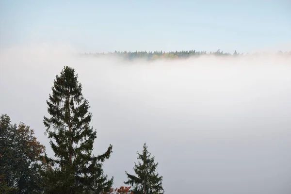 Долина Реки Гауи Сосновый Лес Облаках Таинственного Утреннего Тумана Рассвете — стоковое фото