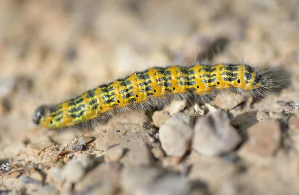 Żółta Gąsienica Pieris Brassicae Kamienne Tło Zbliżenie Owady Fauna Entomologia — Zdjęcie stockowe