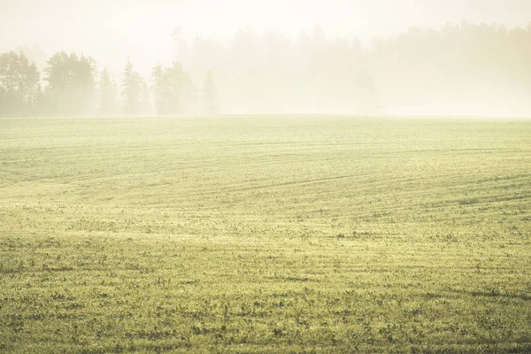 Campo Agrícola Arado Verde Con Orugas Tractor Bosque Amanecer Luz —  Fotos de Stock