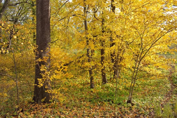 공원의 통로에서 바라보라 형형색색의 노란색 오렌지색 잎들이 바닥에는 황금색 낙엽수들이 — 스톡 사진