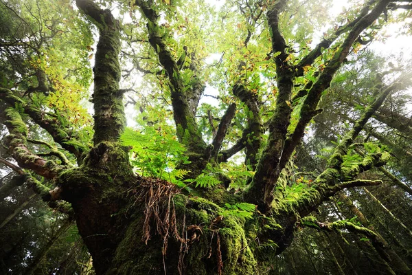 Escena Del Bosque Oscuro Antiguo Árbol Musgoso Seco Hojas Helecho — Foto de Stock