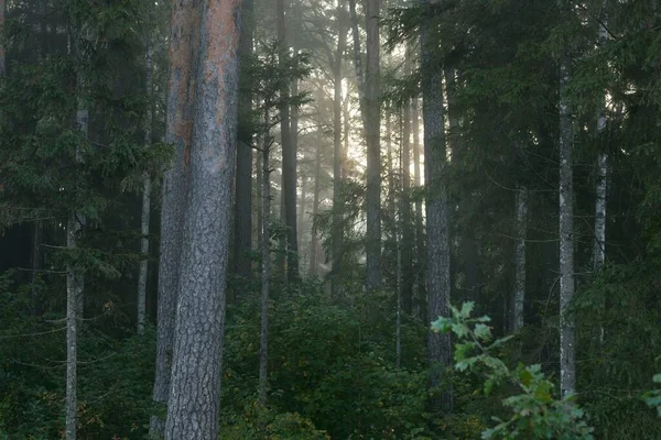 어둠의 상록수 피콜로 줄기에는 햇빛이 비친다 소나무와 전나무가 가까이 대기의 — 스톡 사진