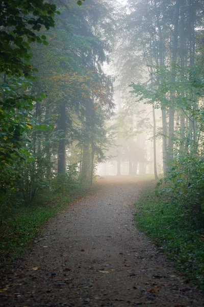 Vägen Genom Skogen Mystisk Morgondimma Naturlig Tunnel Färgglada Träd Mjukt — Stockfoto