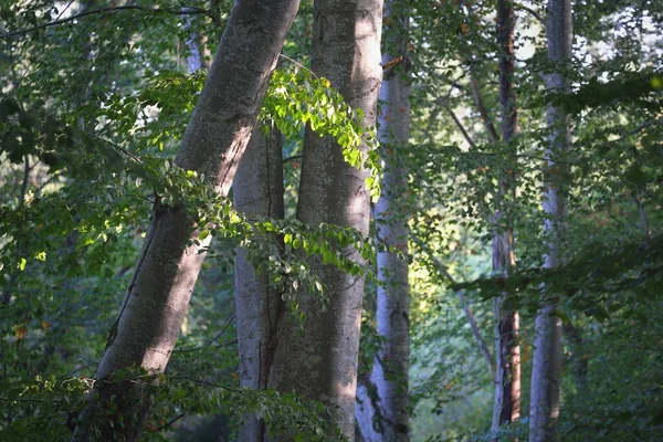 Paesaggio Pittoresco Della Foresta Faggi Verde Scuro Tronchi Albero Antichi — Foto Stock