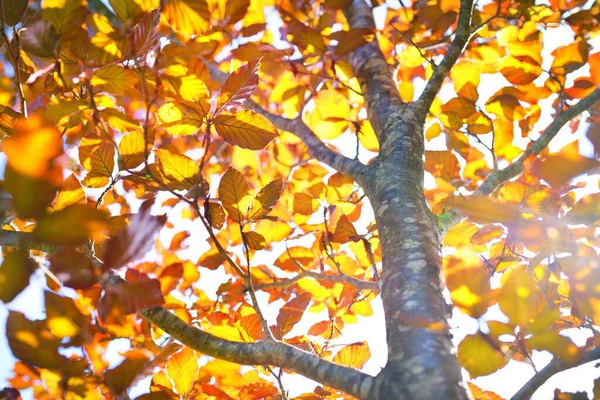 Złote Młode Drzewo Bukowe Przeciwko Błękitnemu Niebu Słoneczny Dzień Zbliżenie — Zdjęcie stockowe