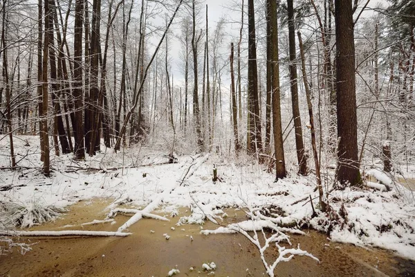 Snow-covered swamp forest after a blizzard. Trees and a small frozen river with s crystal clear water, close-up. Atmospheric landscape. Winter wonderland. Climate change, nature, environment