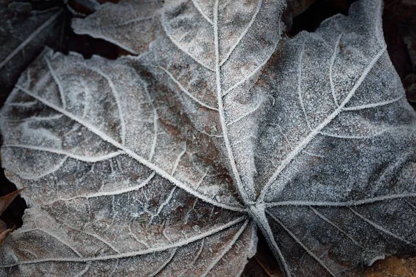 단풍잎의 극도로 수정처럼 서리가 있습니다 텍스처 그래픽 리소스 황금색 톤이야 — 스톡 사진