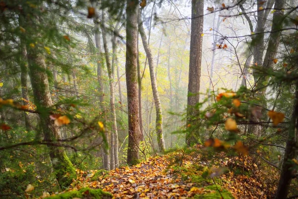 Paysage Atmosphérique Des Collines Forestières Dans Brouillard Lever Soleil Lumière — Photo