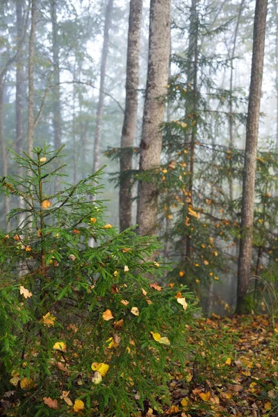 日出时分 森林的大气景观在雾气中显得十分陡峭 金色的光 多彩的叶子 植物特写 拉脱维亚Sigulda 生态旅游 — 图库照片