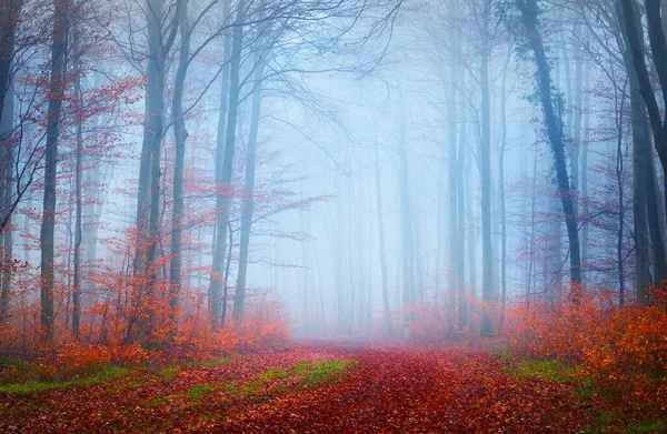 Vue Panoramique Sentier Travers Forêt Hêtres Brouillard Épais Lumière Bleue — Photo