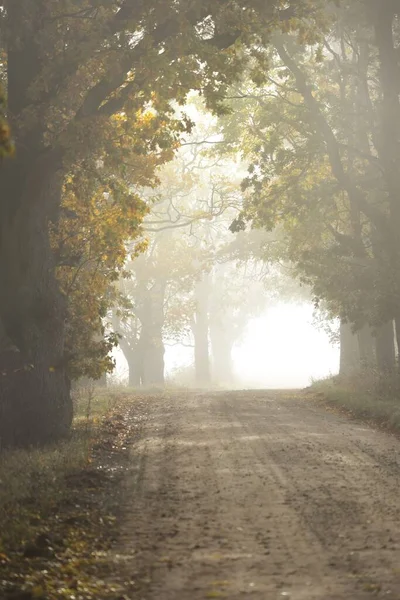 Single Lane Rural Road Alley Deciduous Oak Maple Trees Natural — Stock Photo, Image