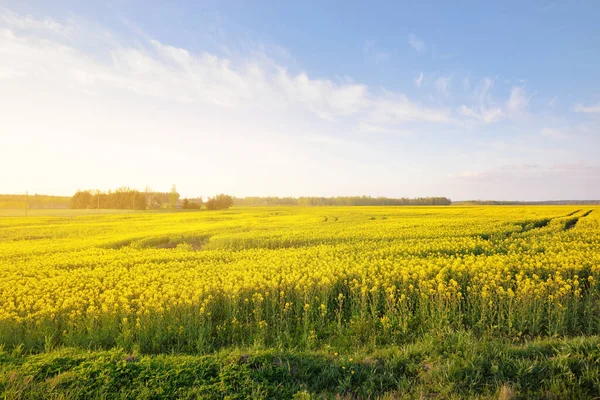 Blühendes Gelbes Rapsfeld Bei Sonnenuntergang Lettland Idyllische Ländliche Szenerie Landwirtschaft — Stockfoto