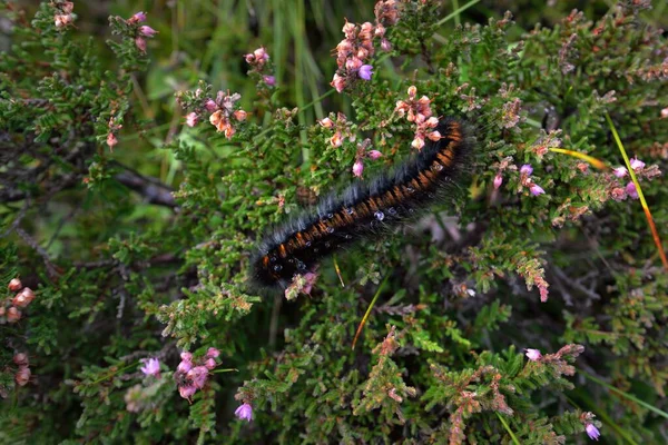 Caterpillar Macrothylacia Rubi Green Garden Dew Drops Close Jura Island — Stock Photo, Image