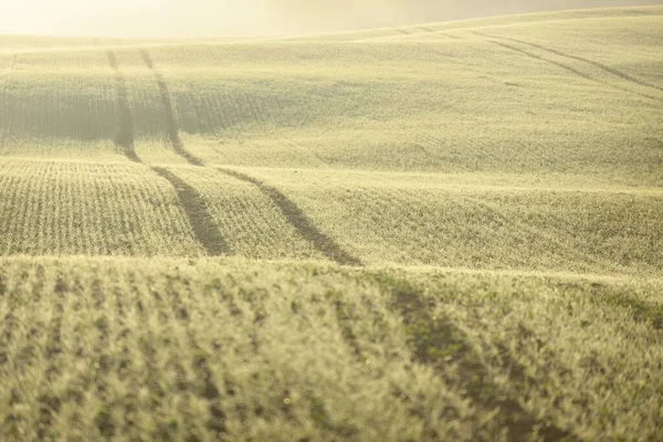 Groene Landbouwgrond Met Trekkersporen Bij Zonsopgang Close Gouden Licht Mist — Stockfoto