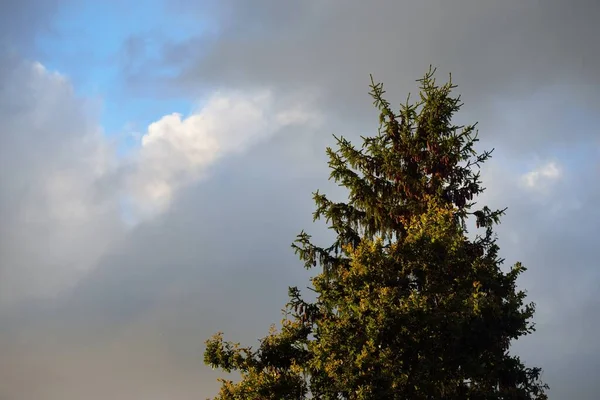 Klarer Blauer Himmel Mit Kumuluswolken Über Dem Wald Nach Einem — Stockfoto