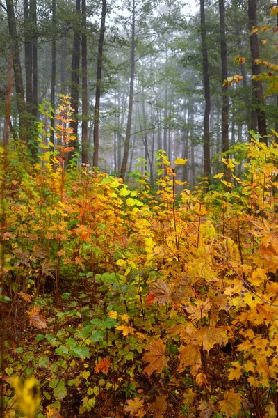 Paysage Atmosphérique Sombre Forêt Sempervirente Dans Brouillard Lever Soleil Pins — Photo