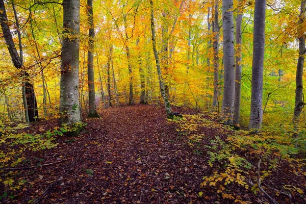 Vue Panoramique Sur Les Collines Dans Une Forêt Hêtres Puissants — Photo