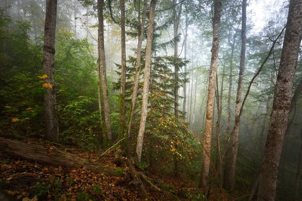 日出时分 森林的大气景观在雾气中显得十分陡峭 金色的光 多彩的叶子 植物特写 拉脱维亚Sigulda 生态旅游 — 图库照片