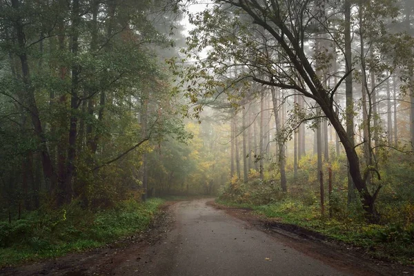 神秘的な朝の霧の中で森の中をパスウェイ 農村部の道路 カラフルな木々の自然のトンネル 柔らかい光 牧歌的な秋のシーン 純粋な自然 生態系 エコツーリズム 暗い風景 — ストック写真