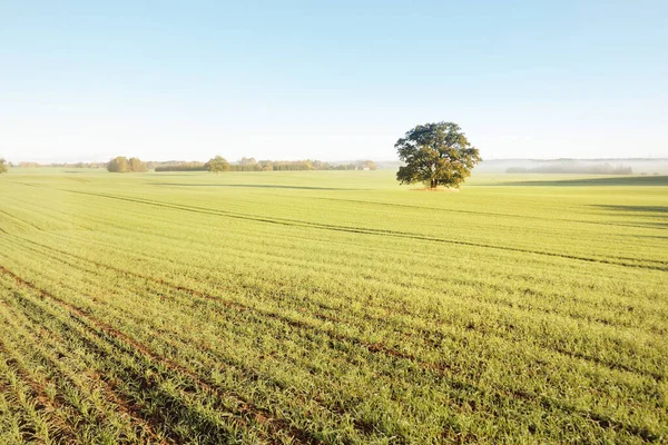 Quercia Possente Con Foglie Verdi Dorate Sul Campo Agricolo Arato — Foto Stock