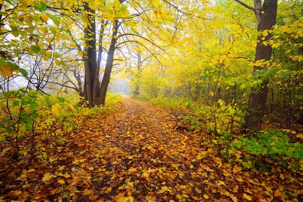 노란색 오렌지색 황금빛 낙엽수들 나뭇가지 사이로 햇살이 비치고 — 스톡 사진