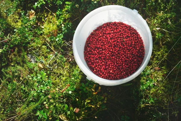 Närbild Röda Skogsbär Lingon Hink Abstrakt Naturligt Mönster Textur Bakgrund — Stockfoto