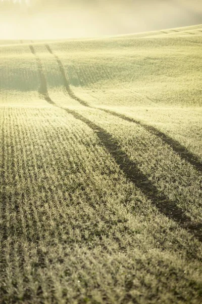 Campo Agrícola Arado Verde Con Huellas Tractores Amanecer Primer Plano —  Fotos de Stock