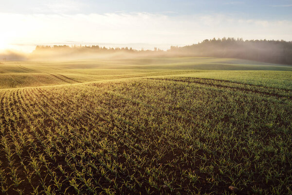 Green plowed agricultural field with tractor tracks and colorful forest at sunrise, close-up. Golden sunlight, fog, haze. Picturesque autumn landscape. Idyllic rural scene. Pure nature, ecology