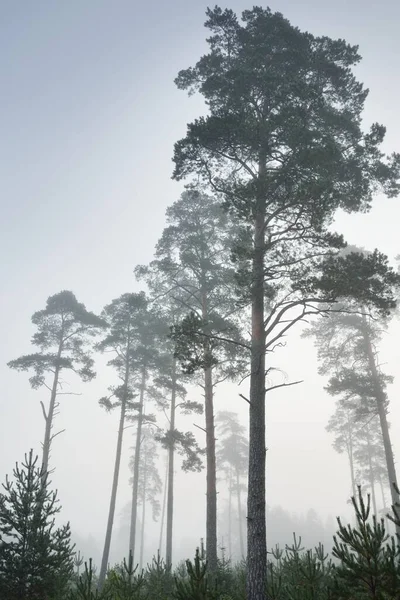 Мальовничі Монохромні Пейзажі Вічнозелених Лісів Густому Білому Тумані Сході Сонця — стокове фото