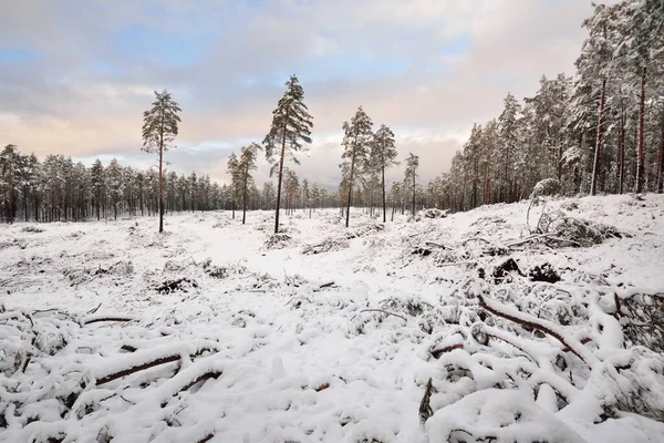 Floresta Perene Coberta Neve Depois Uma Nevasca Pôr Sol Pinheiro — Fotografia de Stock